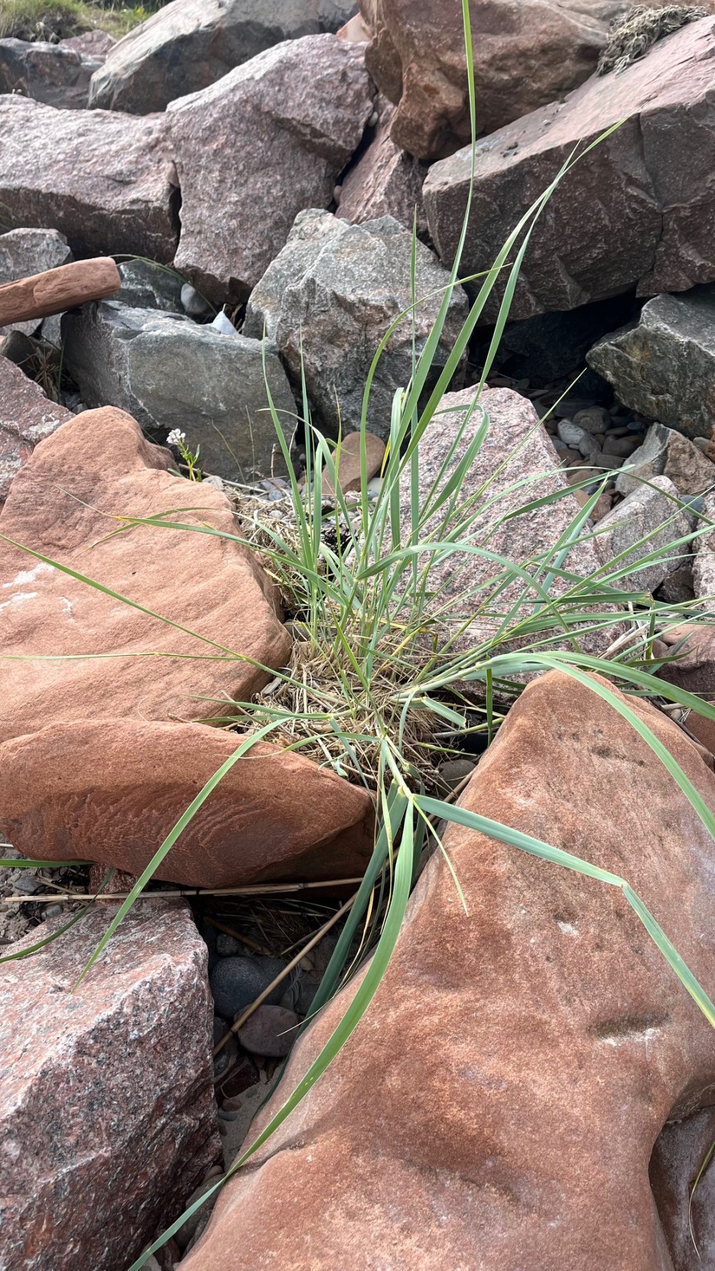 Checklists for preparing for&nbsp;arcp