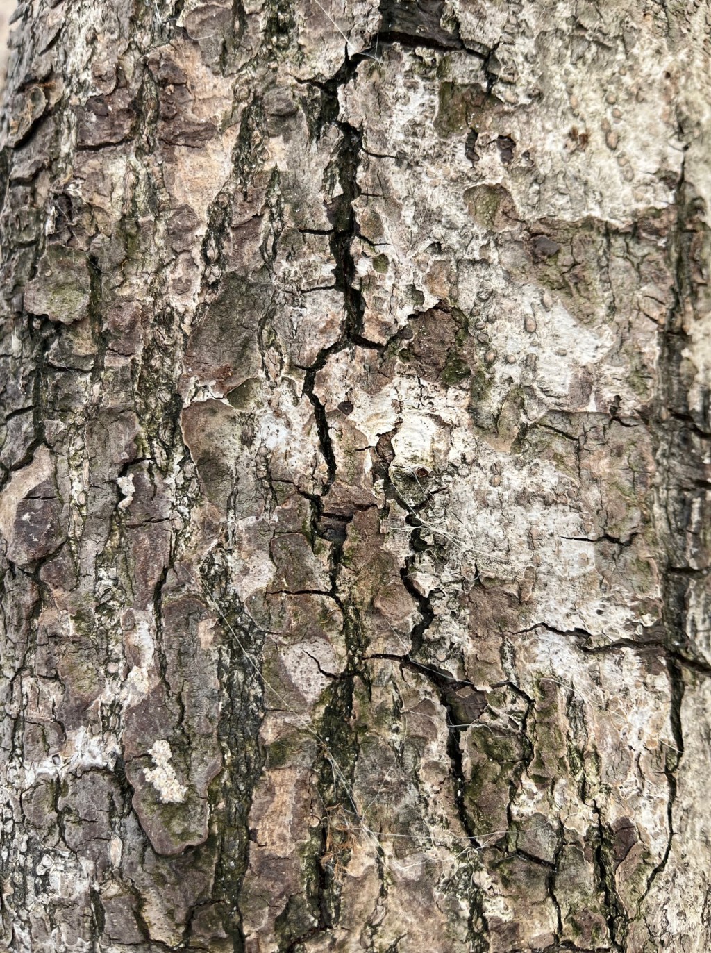 Novice Induction Programme